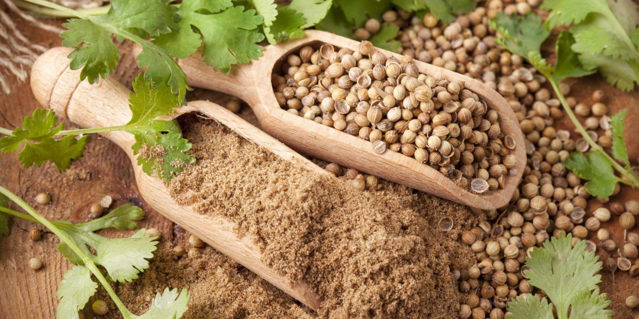 Кориандр (кинза). Семена кинзы это кориандр. Кориандр амелиор. Кориандр специя. Кориандр и горчица одно и тоже или.