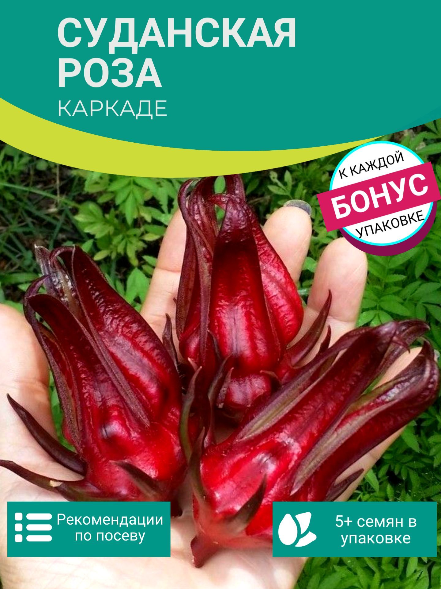 Суданская Роза Каркаде семена 5 шт Hibiscus sabdariffa + Бонус +  Рекомендации по проращиванию БЕСПЛАТНО!