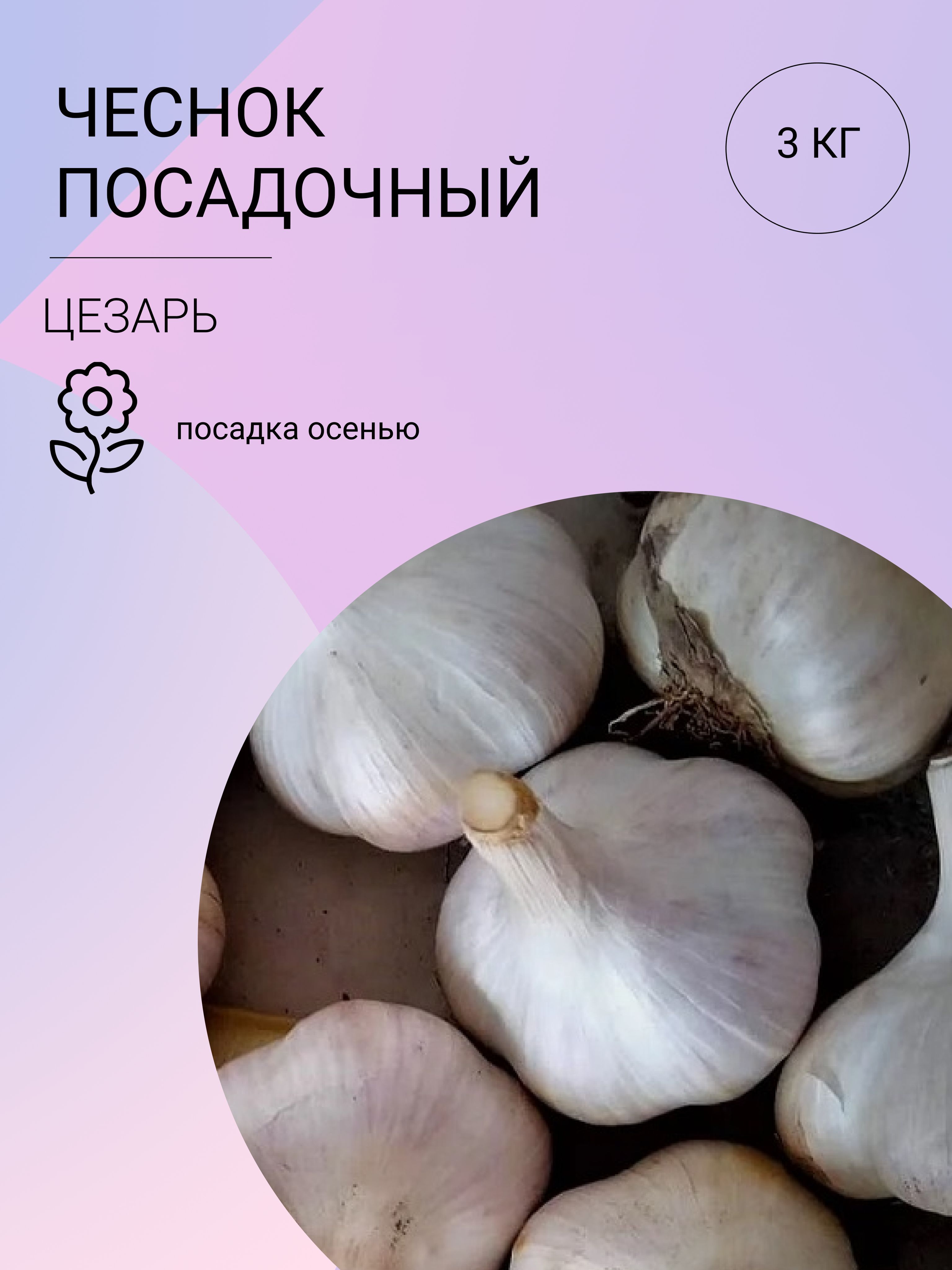 Чеснок озимый на посадку Ozon