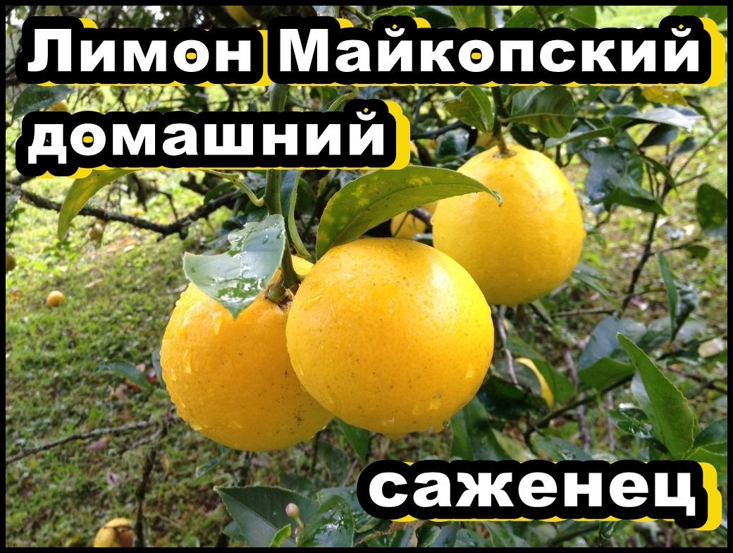 Лимон комнатный Майкопский домашний