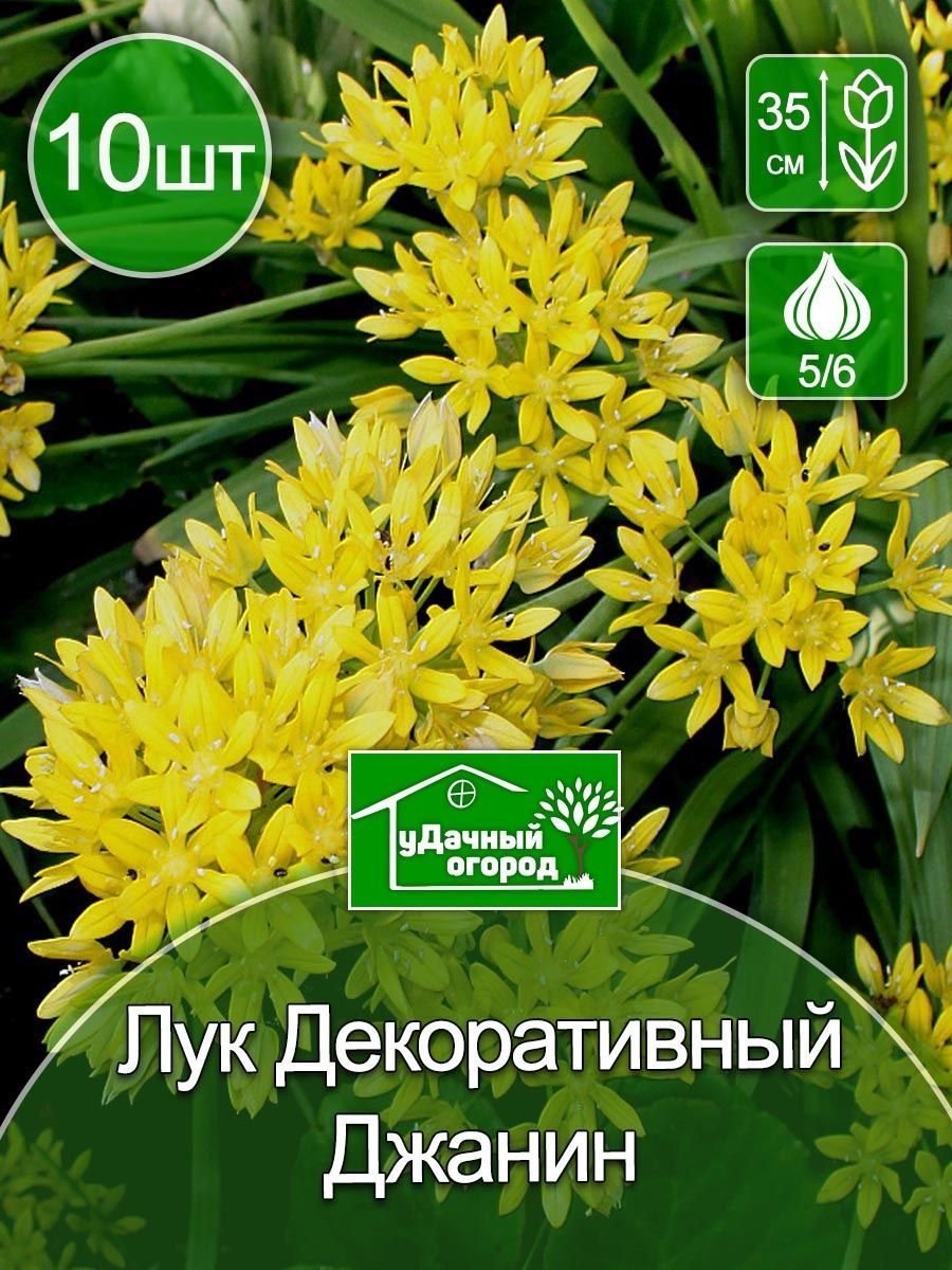 Лук Молли Фото