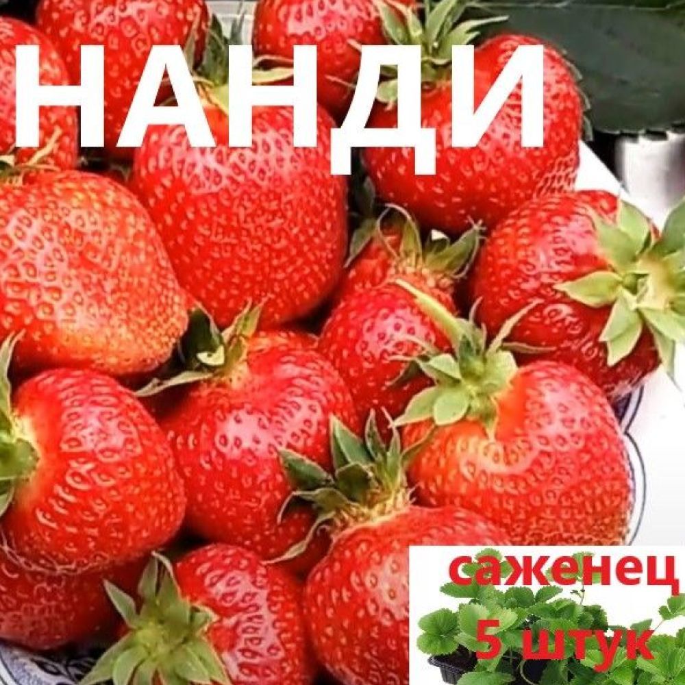 Нанди клубника отзывы. Клубника Нанди. Клубника кустовая. Нанди клубника описание.