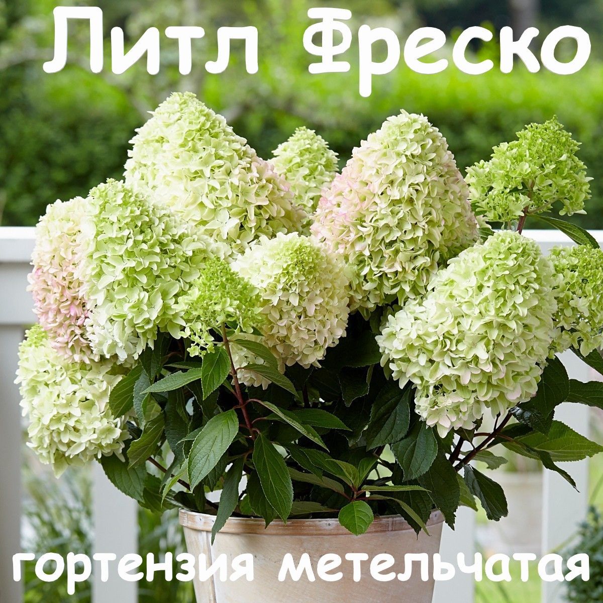 Гортензия литтл фреско. Гортензия метельчатая литтл фреско. Метельчатая литл фреско. Би хэппи гортензия метельчатая. Гортензия метельчатая little fraise.