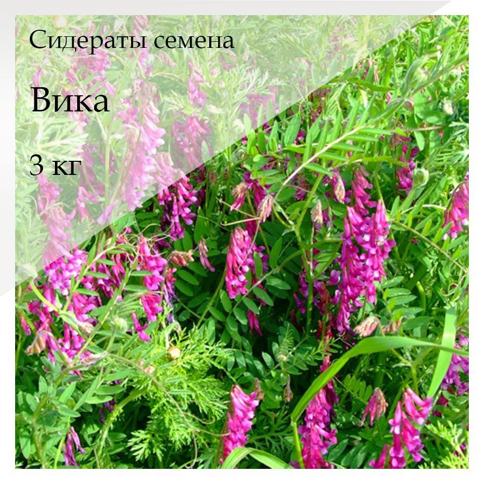 Вика растение бобовых. Вика яровая растение. Трава вика описание. Вика яровая сидерат. Вика растение бобовых.