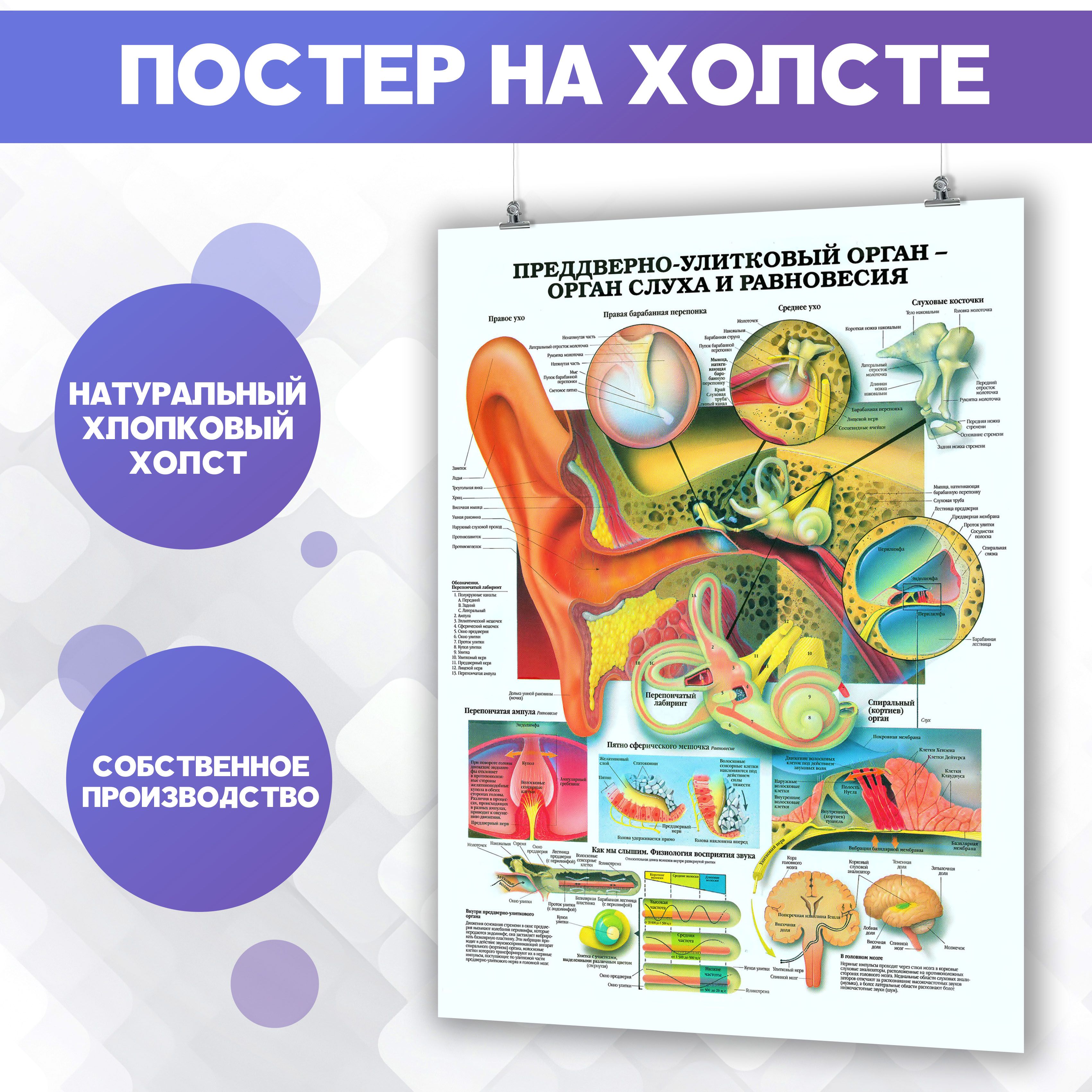 Постер PosterNak Люди купить по выгодной цене в интернет-магазине OZON  (1262459183)