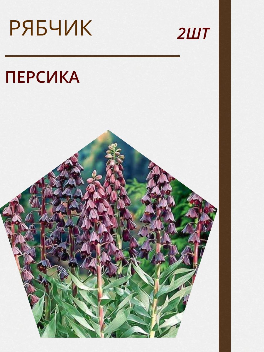 Купить Луковицы Рябчиков Недорого