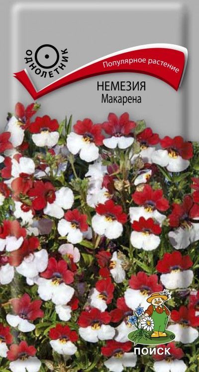 Цветок немезия описание и отзывы фото