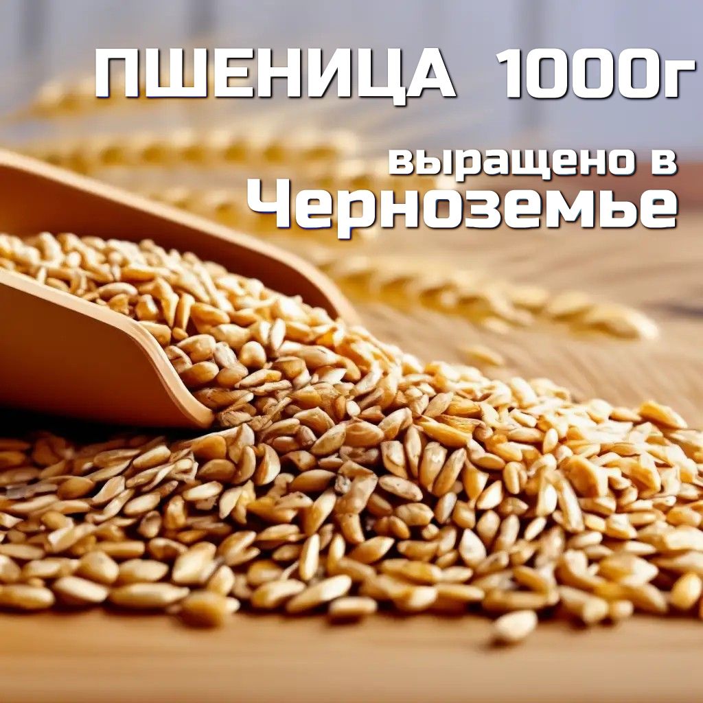 Пшеница - зерно для проращивания 1000г