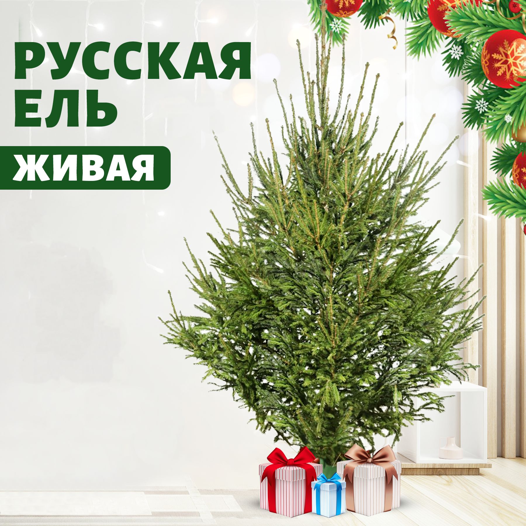 Елка живая Тысяча и 1 Ёлка, 175-200 см - купить с доставкой по выгодным ...