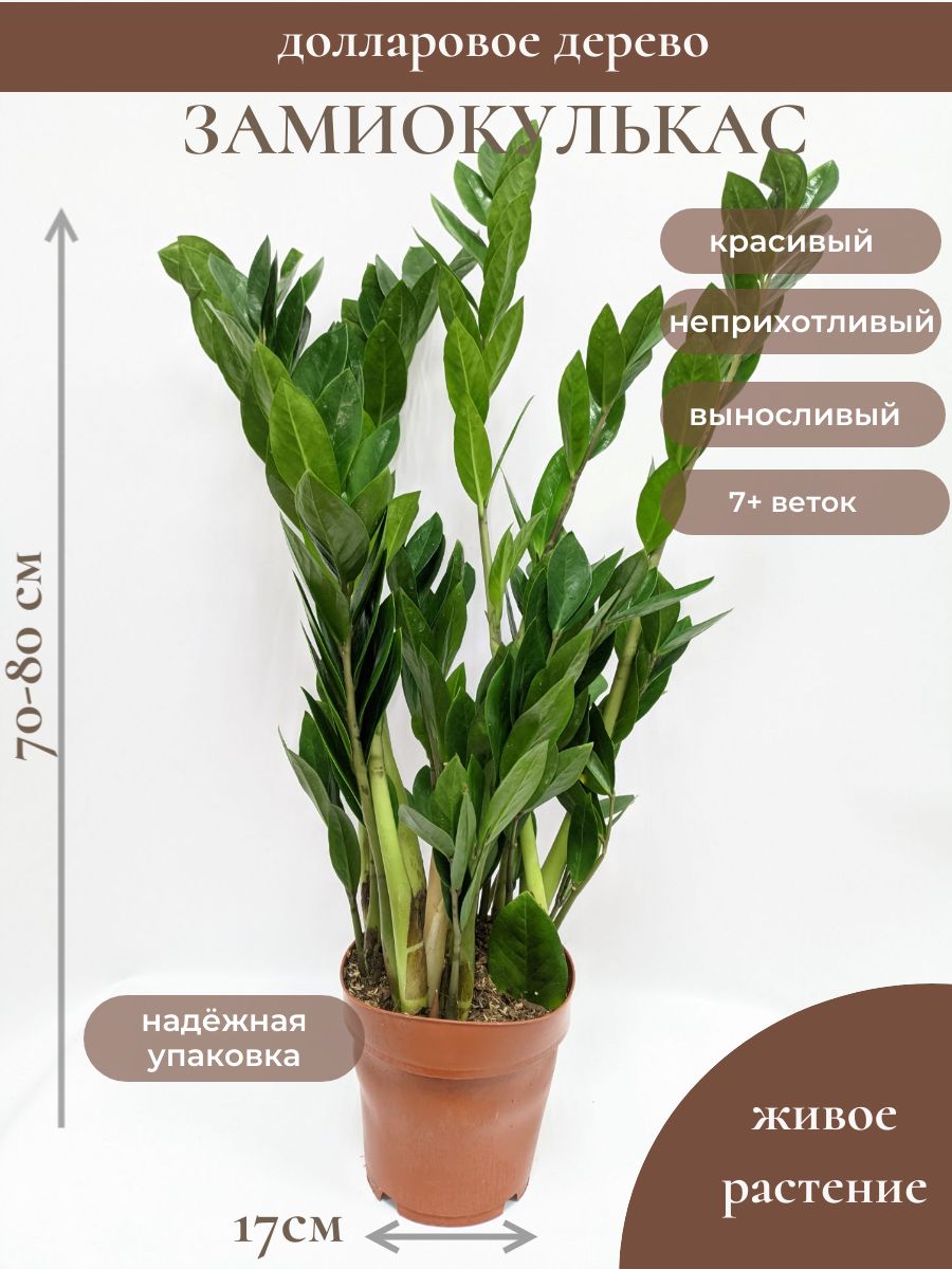 Замиокулькас 7+ веток, диаметр горшка 17см, высота 70-80см