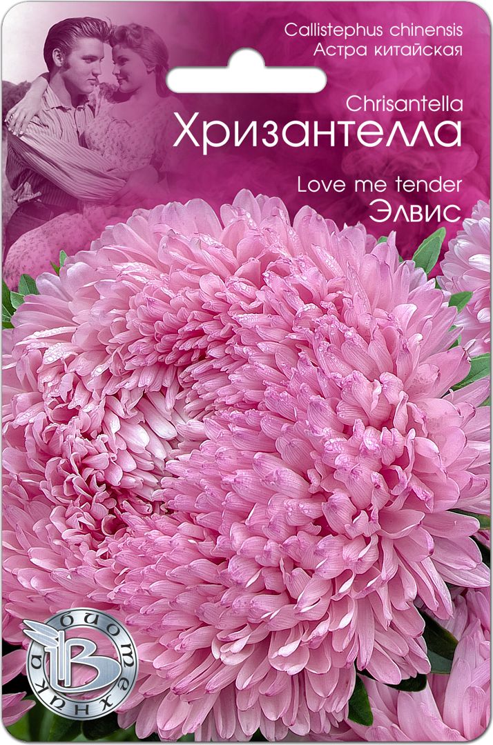 Астра Хризантелла Цветок Лотоса: описание сорта, характеристики, посадка и выращивание, отзывы