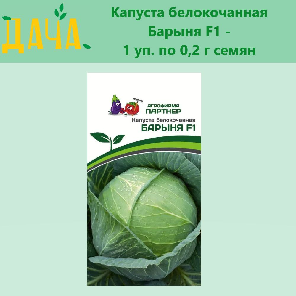 Сорт капусты барыня. Капуста партнер. барыня капуста. капуста барыня характеристика. капуста «барыня»: удивит вкусом.