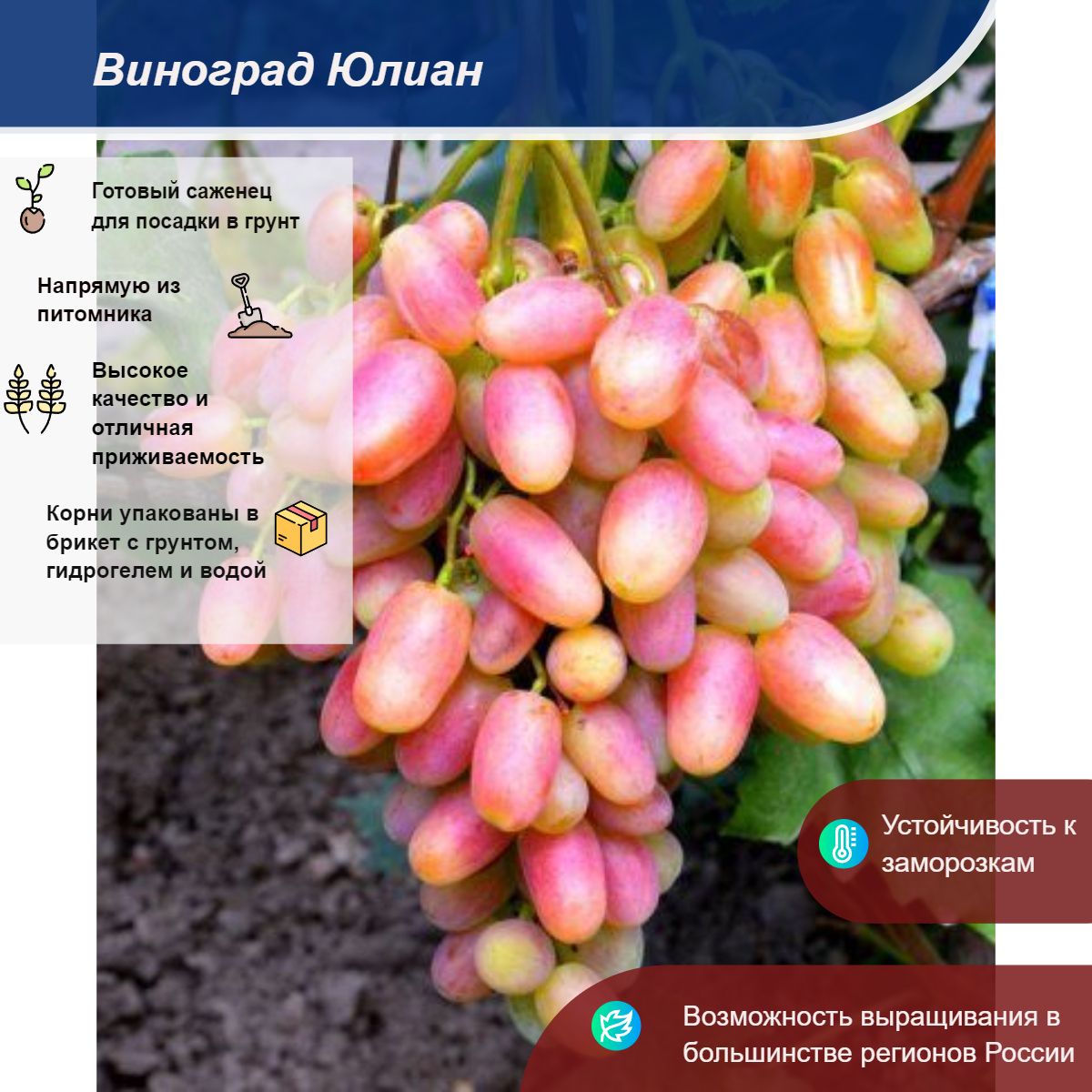 Юлиан Виноград Описание Сорта Фото Отзывы Видео