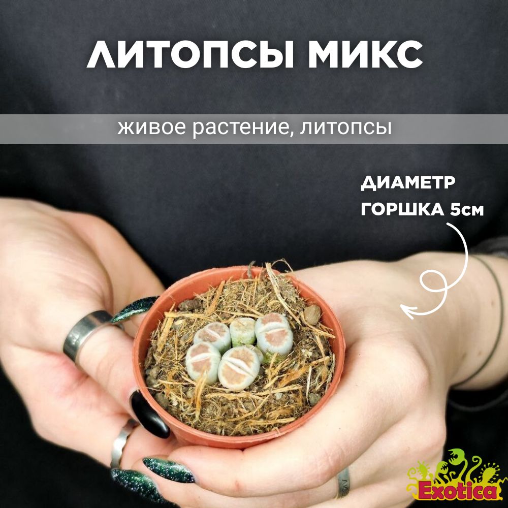 Литопсы Микс (Lithops Mix) D5см, растение