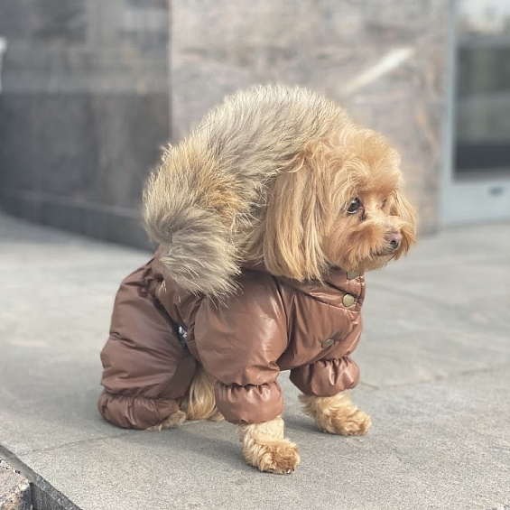 Одежда для собак купить в Москве