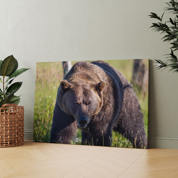 Картина на холсте (бурый медведь большой гризли в тайге) 50x70 см/для ...