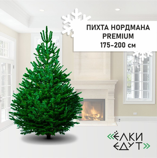 Елка живая ЕлкиЕдут, 175-200 см - купить с доставкой по выгодным ценам ...