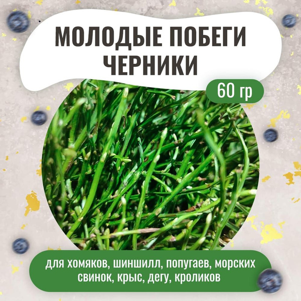 Молодые побеги черники 60 гр. Для грызунов и птиц / Наполнитель для ...