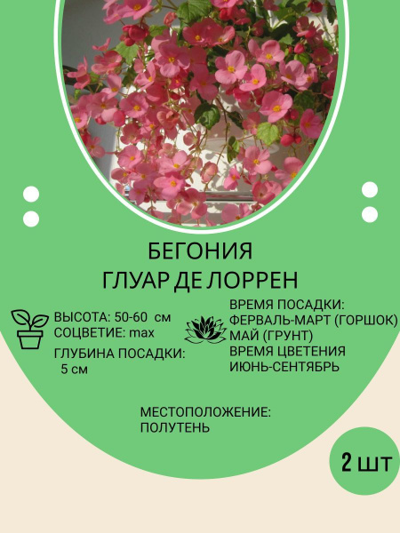 Луковицы Бегония купить по выгодной цене в интернет-магазине OZON ...
