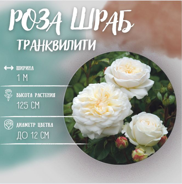 Луковицы Роза, Розы садовита купить по выгодной цене в интернет ...