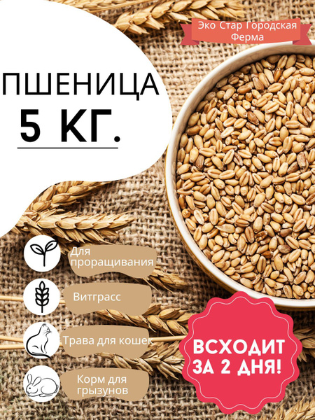 Пшеница для проращивания - купить с доставкой по выгодным ценам в ...