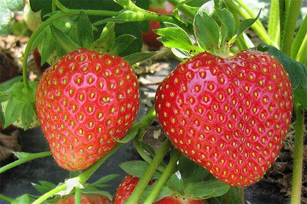 Земляника садовая Кимберли - купить с доставкой по выгодным ценам в ...