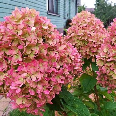Гортензия Мэджикал Кэндл (метельчатая), 1 саженец в горшке P12 (1.5 л ...