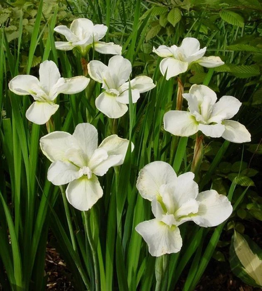 Луковицы Ирисы Цветояр купить по выгодной цене в интернет-магазине OZON ...