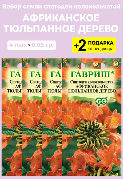 Спатодея африканское тюльпанное дерево. Спатодея африканское тюльпанное дерево семена. Комн. Тюльпановое. Спатодея колокольчатая.