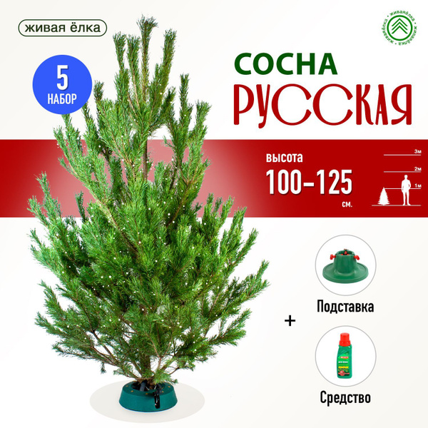ЖиваяЁлка.рф Елка живая, 100-125 см купить на OZON по низкой цене ...