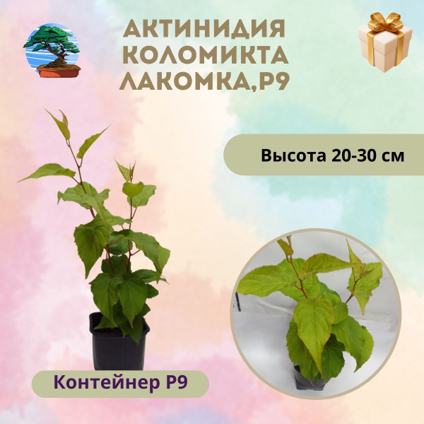 Актинидия коломикта 'Лакомка' Р9 - купить с доставкой по выгодным ценам ...