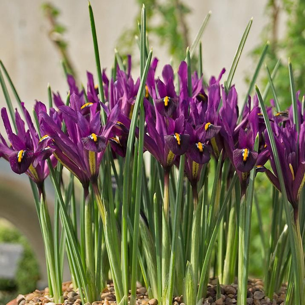 Луковицы Ирисы Green Sad купить по выгодной цене в интернет-магазине ...