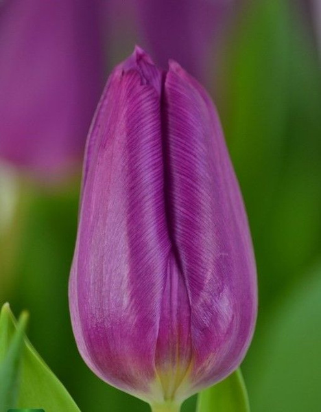 Purple prince тюльпан фото и описание