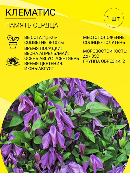 Клематис, Клематисы клематис ботанический - купить по выгодным ценам в ...