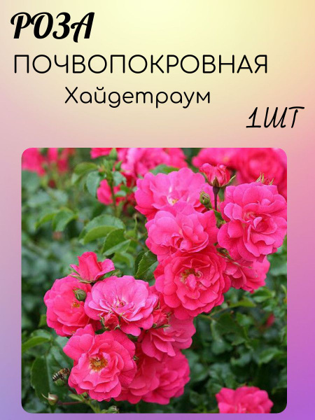 Луковицы Роза, Розы купить по выгодной цене в интернет-магазине OZON ...