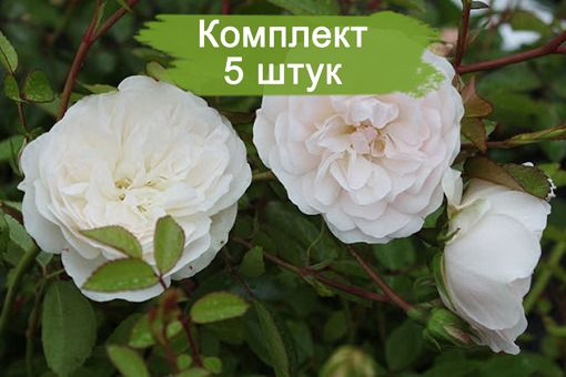 Роза свани фото и описание отзывы