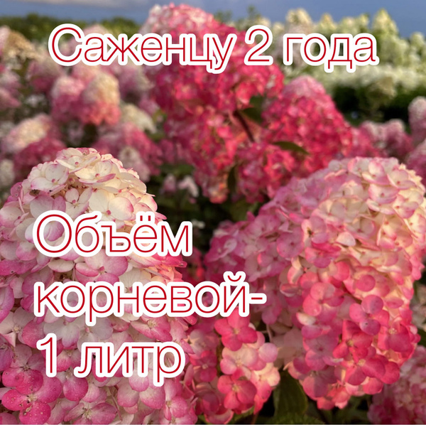 Гортензия метельчатая "Самарская Лидия" - купить с доставкой по ...