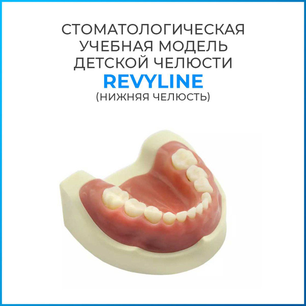 Фантомная модель для препарирования Revyline, детская, нижняя челюсть ...
