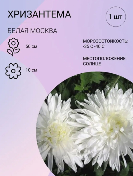 Луковицы Хризантемы многолетние, Хризантема комнатная купить по ...