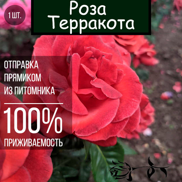 Саженец розы Терракота / Чайно гибридная роза - купить с доставкой по ...