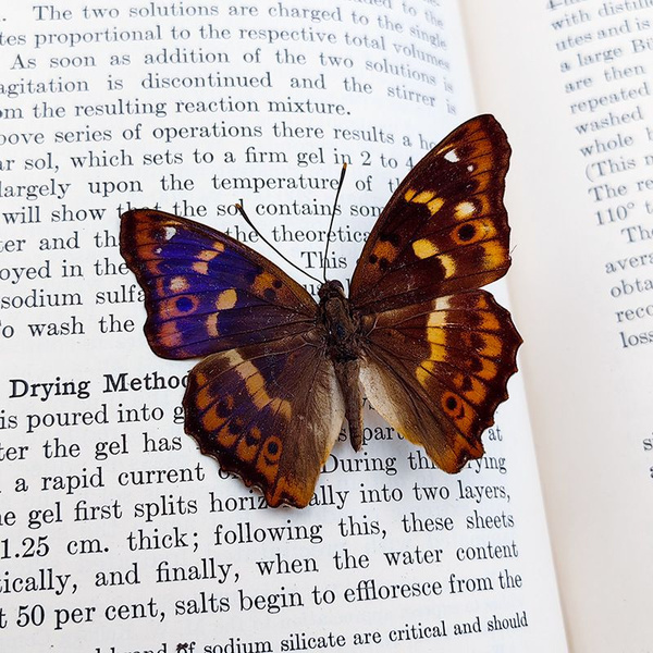 Настоящий образец бабочки в прозрачном боксе - купить с доставкой по ...