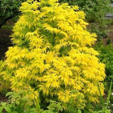 Бузина красная Plumosa Aurea, саженцы зкс 0,5 L - купить с доставкой по ...
