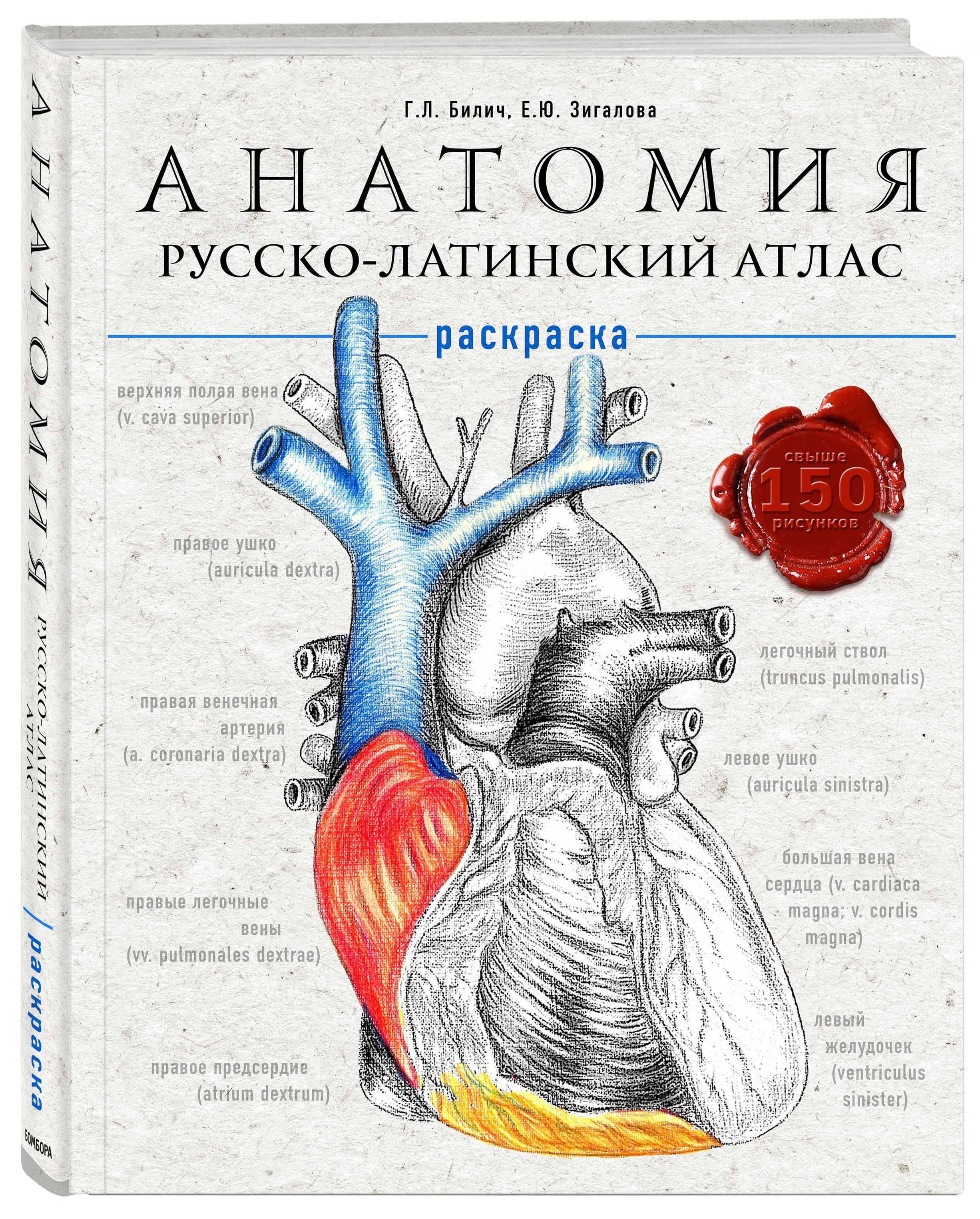 Анатомия человека медицинский атлас Билич Зигалова