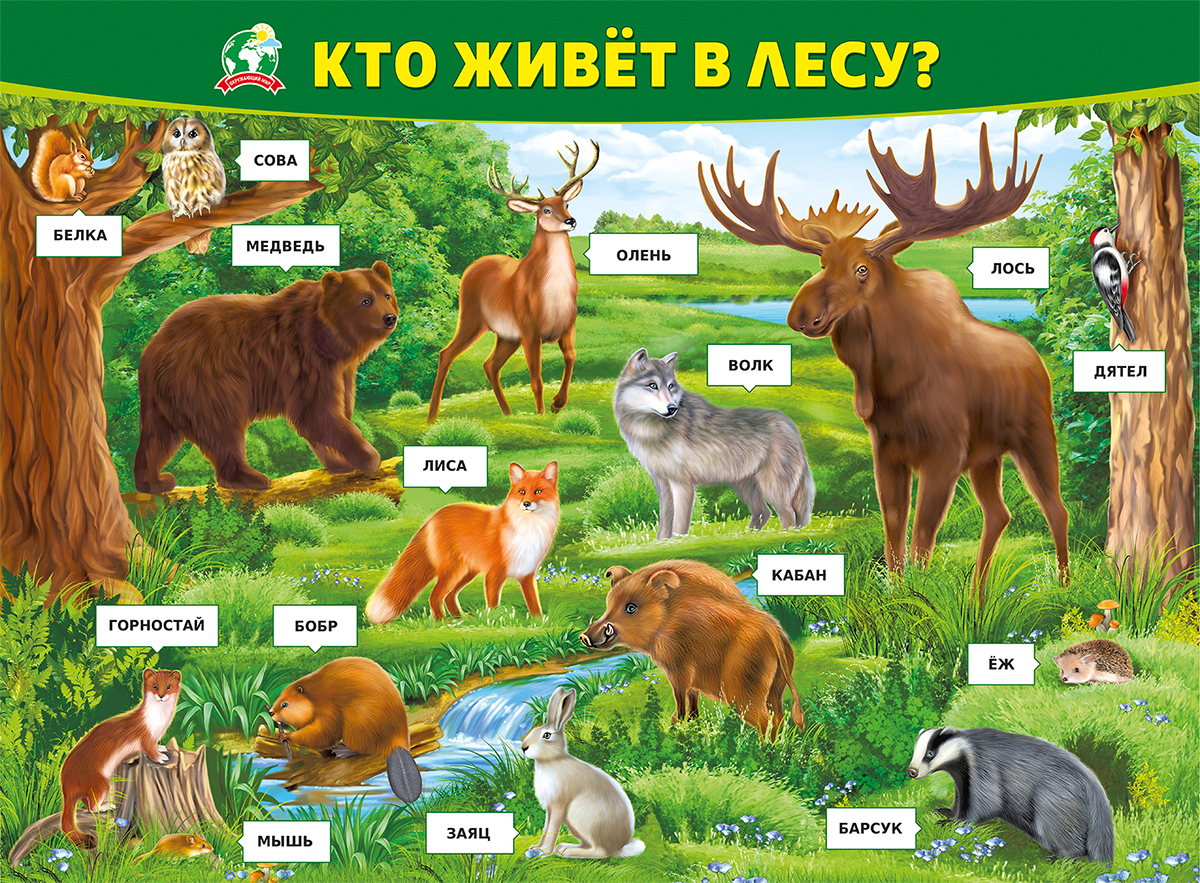 Плакат Дикие животные леса
