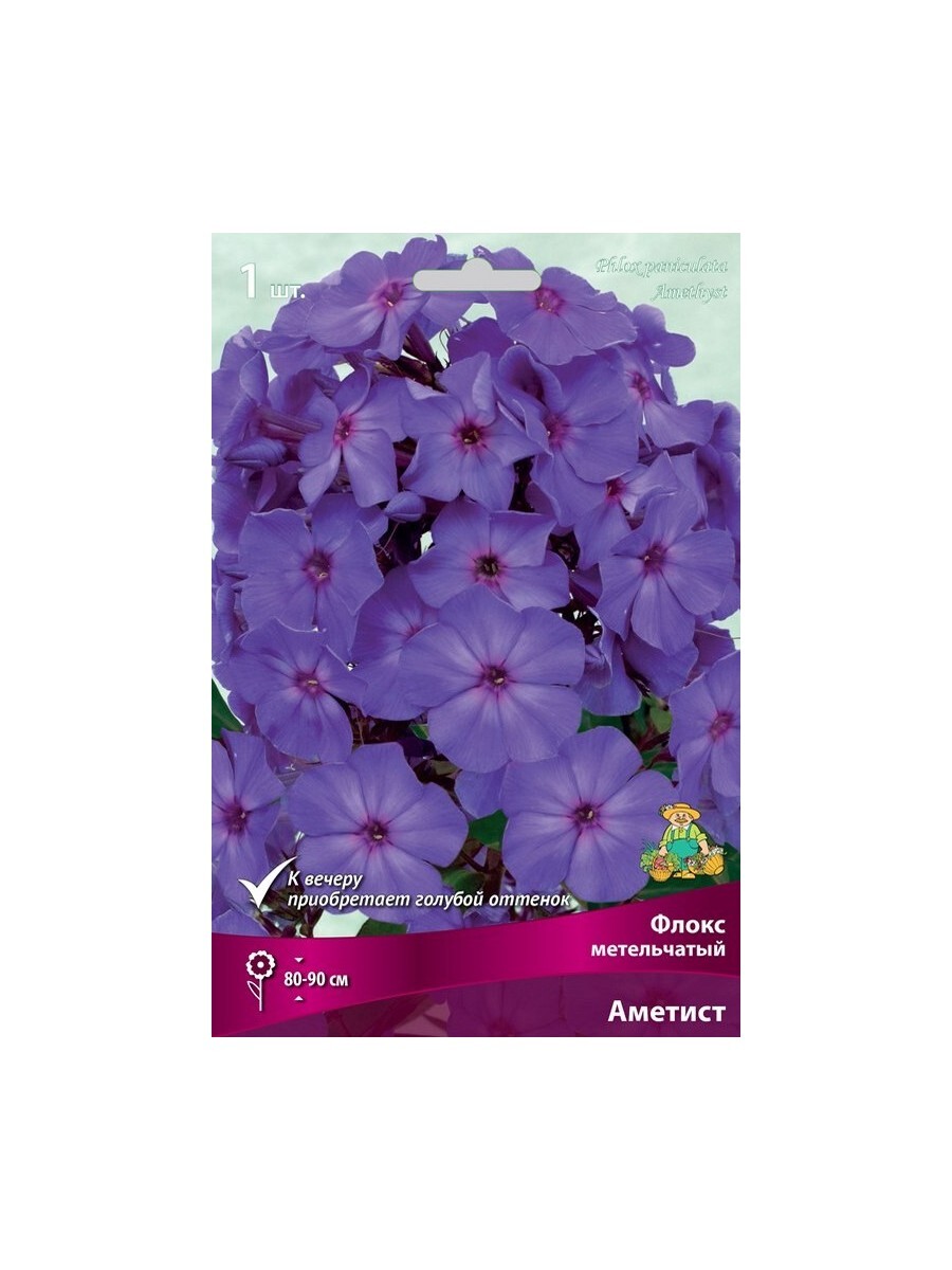 Флокс метельчатый Amethyst