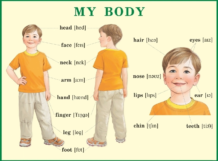 Части тела на английском для детей в картинках с переводом