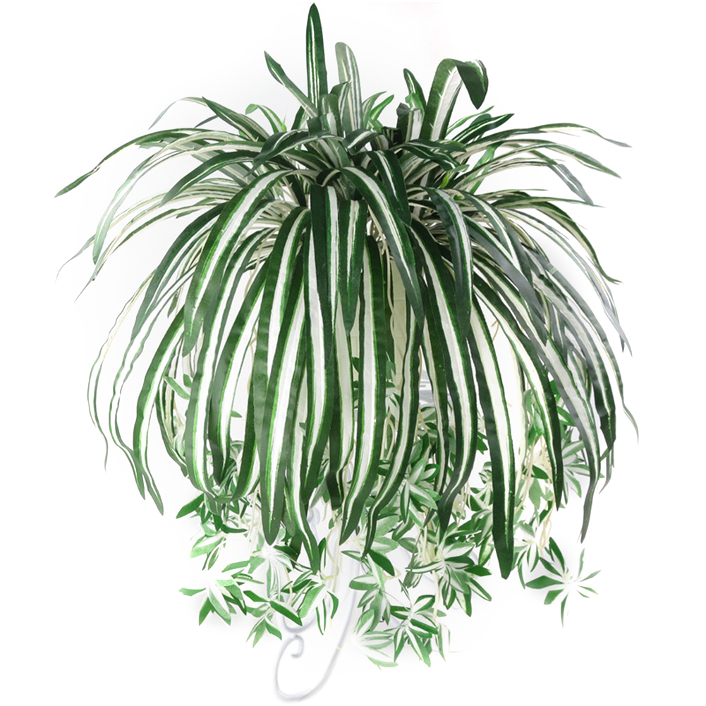 Chlorophytum comosum