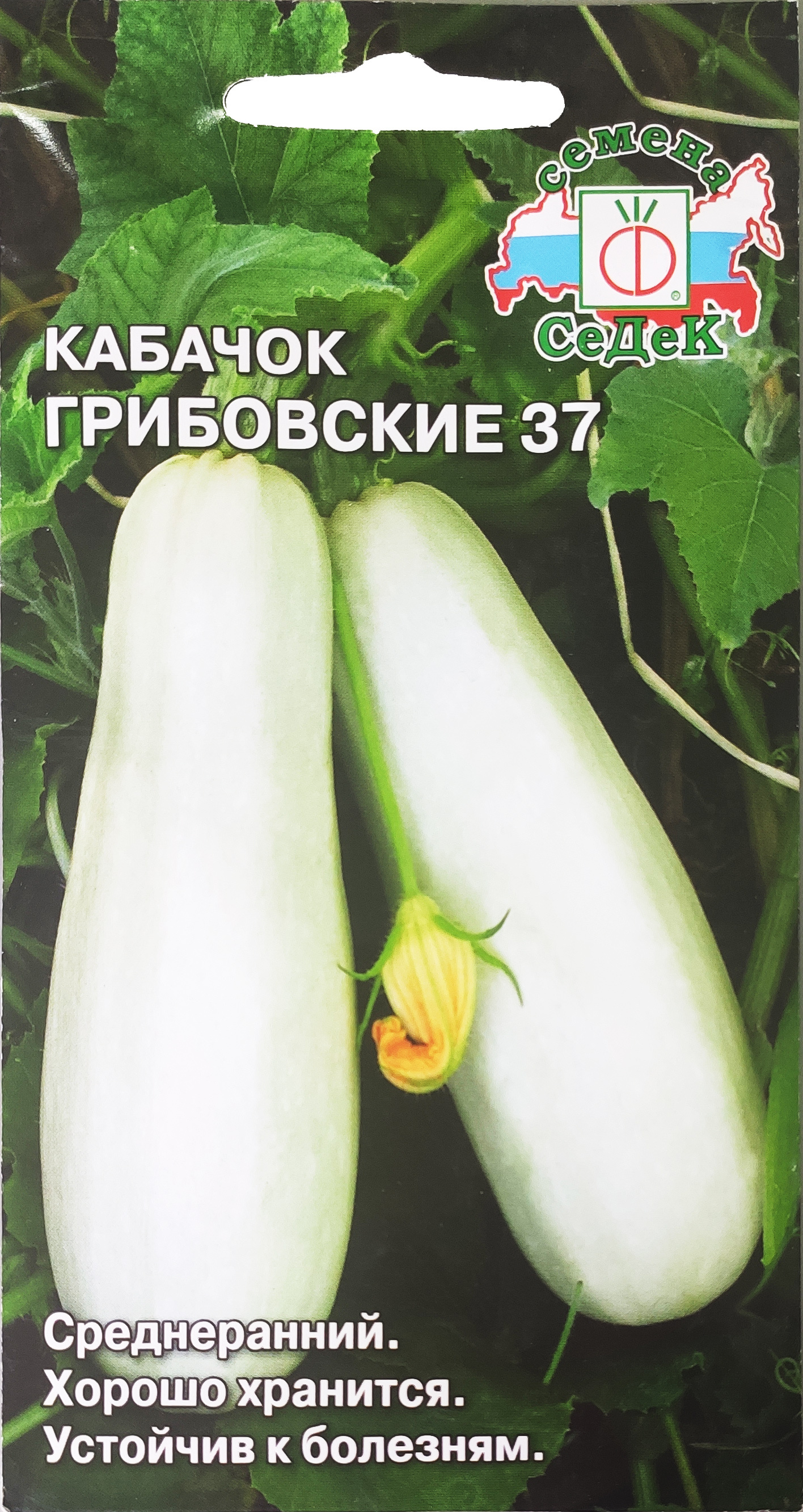 Кабачок грибовский 37 фото. Кабачок белоплодный Грибовские 37. Сорт кабачка Грибовский 37. Кабачки сорт Грибовский. Кабачок Грибовский описание сорта.