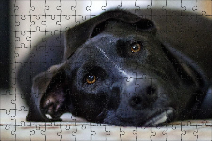 This dog black. Красивые дворняжки. Лабрадор черный гладкошерстный. Щенки на рабочий стол. Доберман злой.