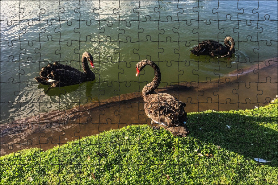 Free Images : nature, pond, wildlife, holiday, turtle, reptile, fauna, alligator